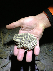Sclerophrys mauritanica
