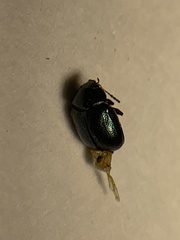 Brachypnoea lecontei