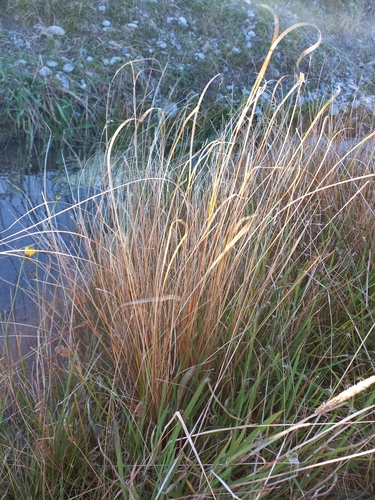 Image of Carex buchananii by (c) Colin Meurk, some rights reserved (CC BY-SA)