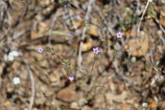 Gilia diegensis