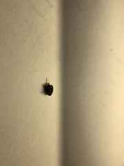 Brachypnoea lecontei