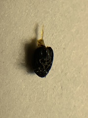 Brachypnoea lecontei