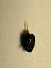 Brachypnoea lecontei