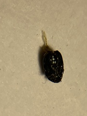 Brachypnoea lecontei
