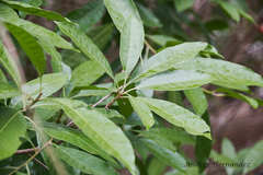 Pouteria campechiana