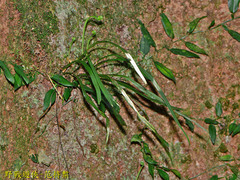 Haplopteris flexuosa