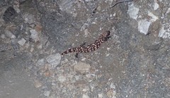 Heloderma suspectum suspectum