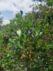 Monnina phillyreoides