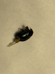 Brachypnoea lecontei