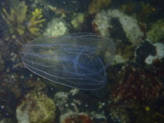 Bolinopsis microptera