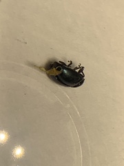 Brachypnoea lecontei