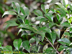 Ilex uraiensis