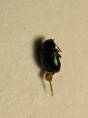 Brachypnoea lecontei