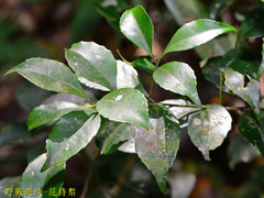 Ilex uraiensis