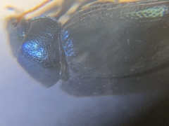 Brachypnoea lecontei