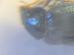 Brachypnoea lecontei