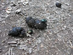 Geotrupes splendidus