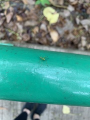 Insecta