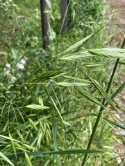 Bromus catharticus