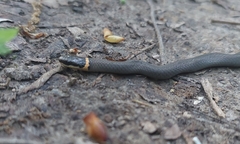 Diadophis punctatus stictogenys