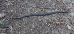 Diadophis punctatus stictogenys
