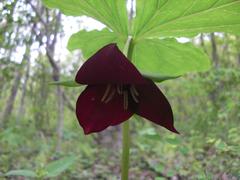 Trillium vaseyi