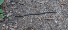 Diadophis punctatus stictogenys