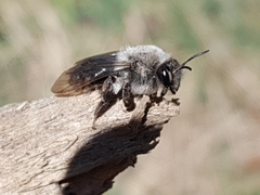 Andrena vaga