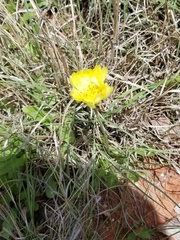 Pyrrhopappus grandiflorus