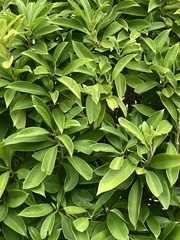 Heptapleurum arboricola