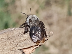 Andrena vaga