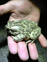Sclerophrys mauritanica