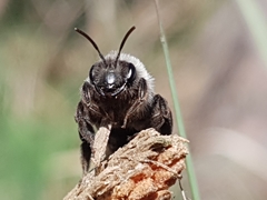 Andrena vaga