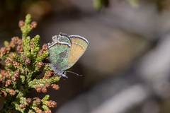Callophrys mcfarlandi