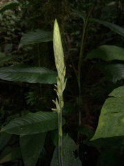 Erythrodes