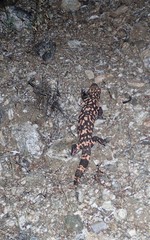 Heloderma suspectum suspectum