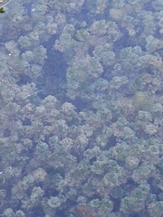 Nitella hyalina
