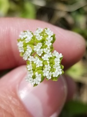 Valerianella nuttallii
