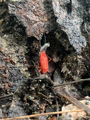 Insecta