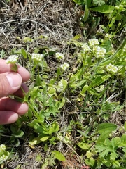 Valerianella nuttallii
