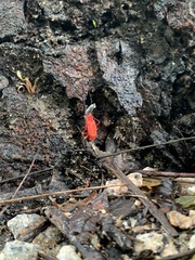 Insecta
