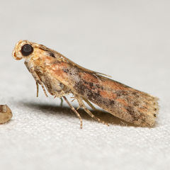 Sciota rubrisparsella