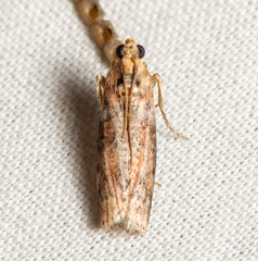 Sciota rubrisparsella