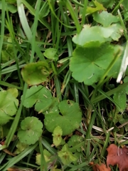 Hydrocotyle bonplandii