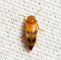 Diclidia