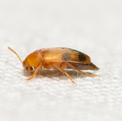 Diclidia