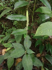 Erythrodes
