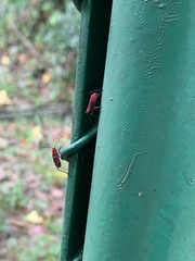 Insecta