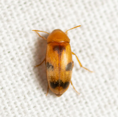 Diclidia