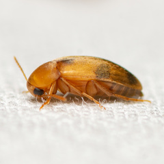 Diclidia